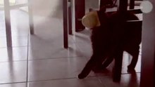 Fashion Kitteh