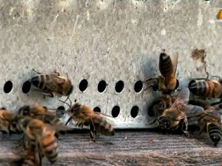 Pesticides : les apiculteurs en colère organisent une transhumance dans Paris