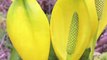 Unusual Facts About Skunk Cabbage Plant