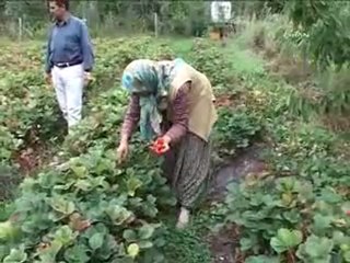 Organik Çilek köyden kenti durdurdu.