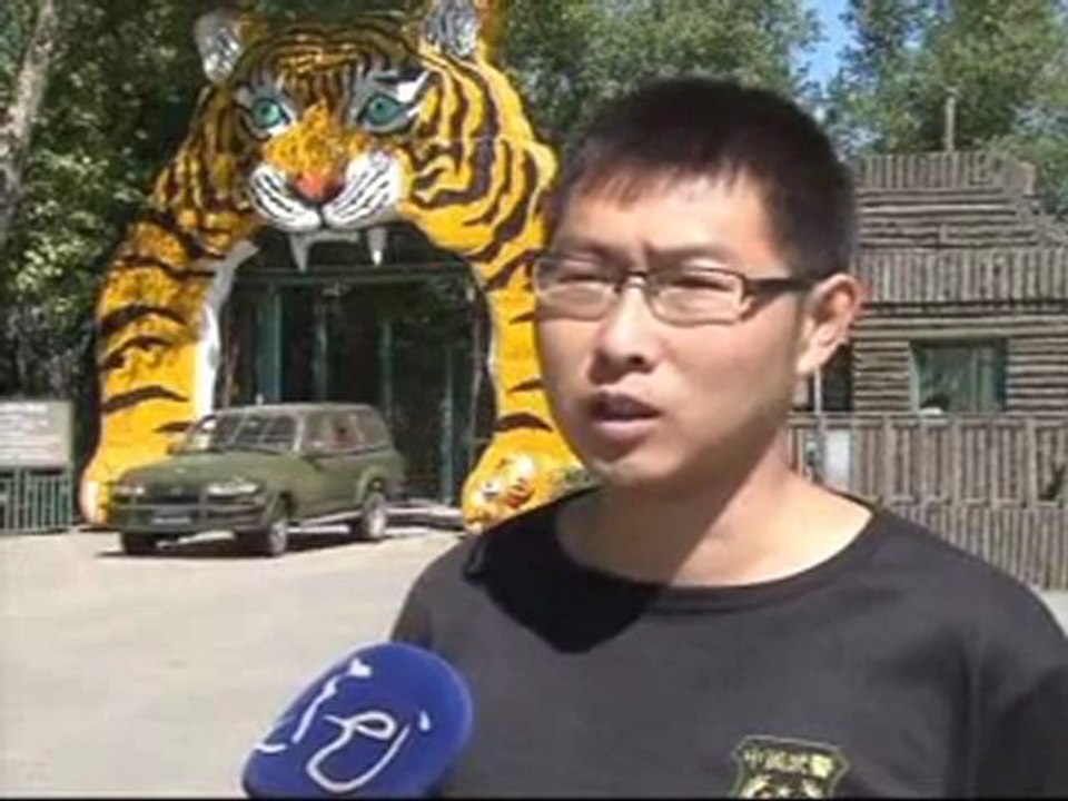 Evlatlık Kaplanların keyfi yerinde.