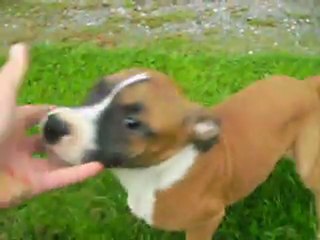 VIDEO 22.09.2011 DES 2 FRERES DISPONIBLES ...