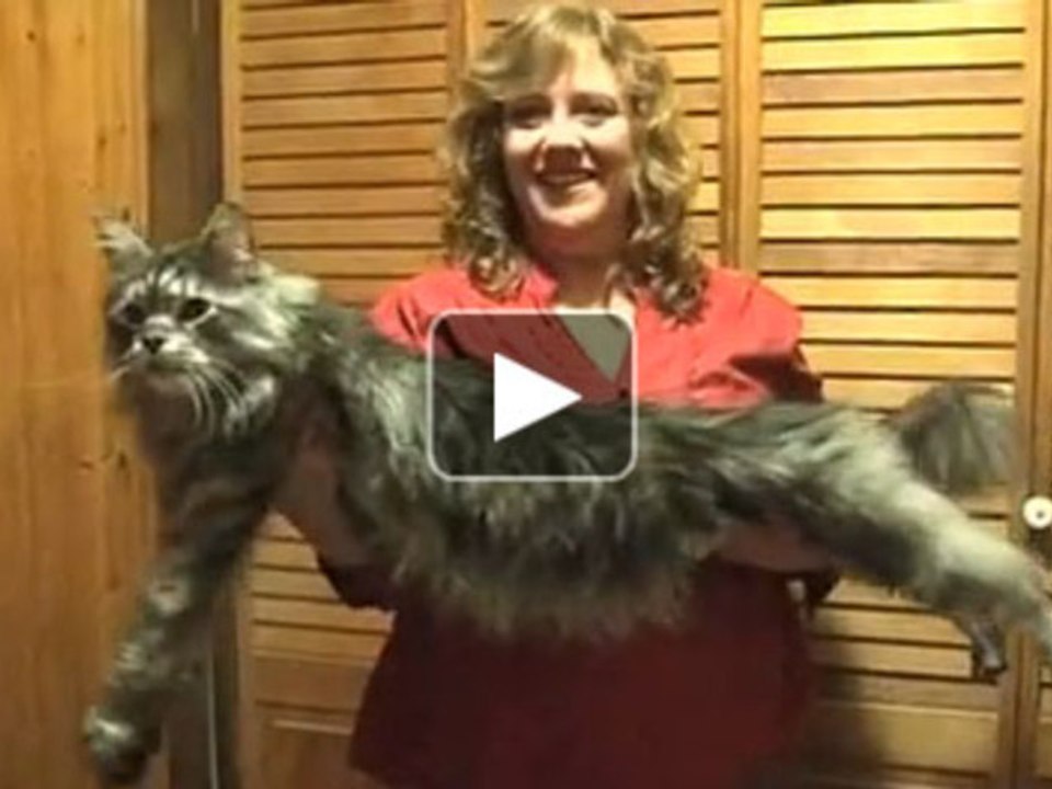 Le plus grand chat au monde