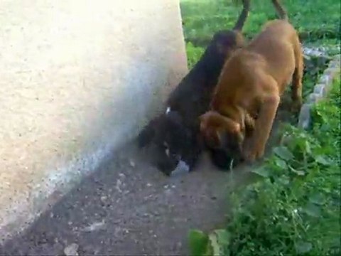 Les nouveaux maçons du cœur - Gandhi & Galahan à 55 jours, 2011-09-22 (CHEYENNE de SAINT QUINIS X UCELLO du DOLON / Portée des G 2011)