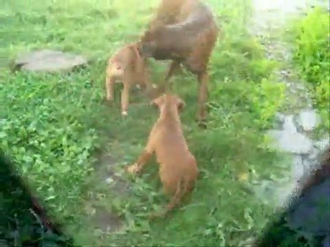 Une 'tite famille tendresse à 55 jours, 2011-09-22 (CHEYENNE de SAINT QUINIS X UCELLO du DOLON / Portée des G 2011)