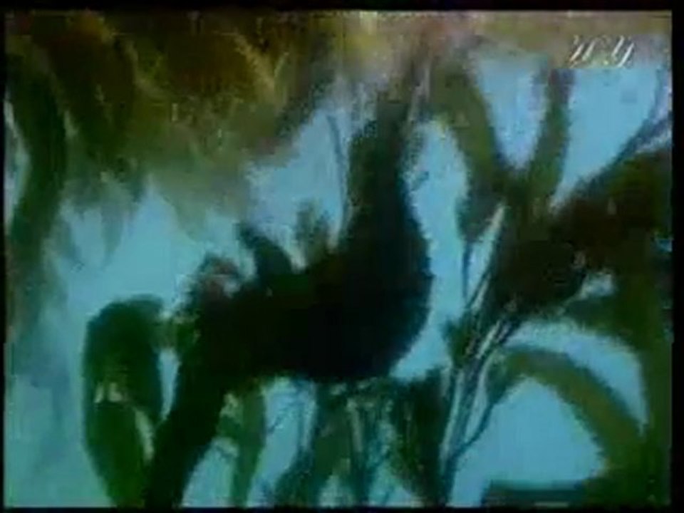 Deniz samurlarındaki kusursuz tasarım