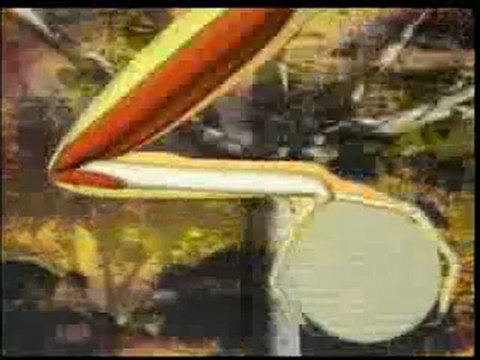 Doğadaki mühendislik bize ne anlatıyor?