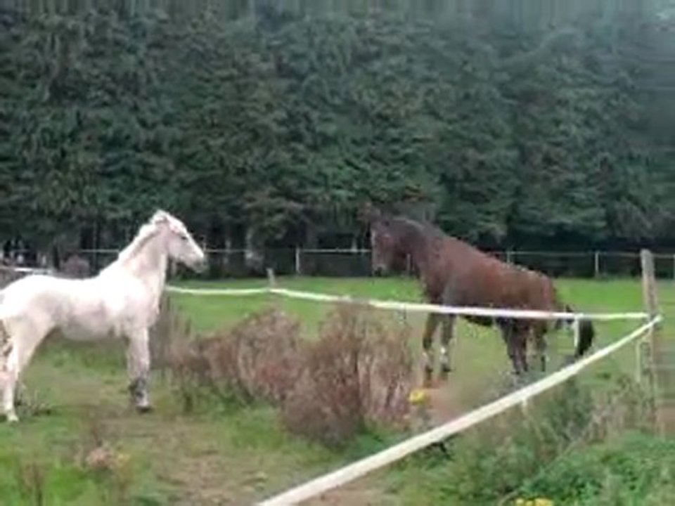 La joie du pré!