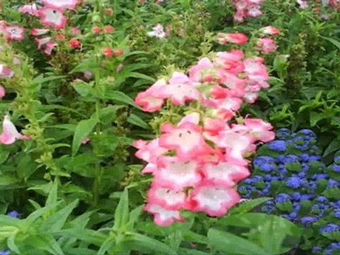 North York Real Estate - Donna Crt