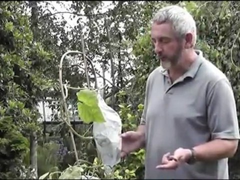 Greenhouse And Growing Cucumbers