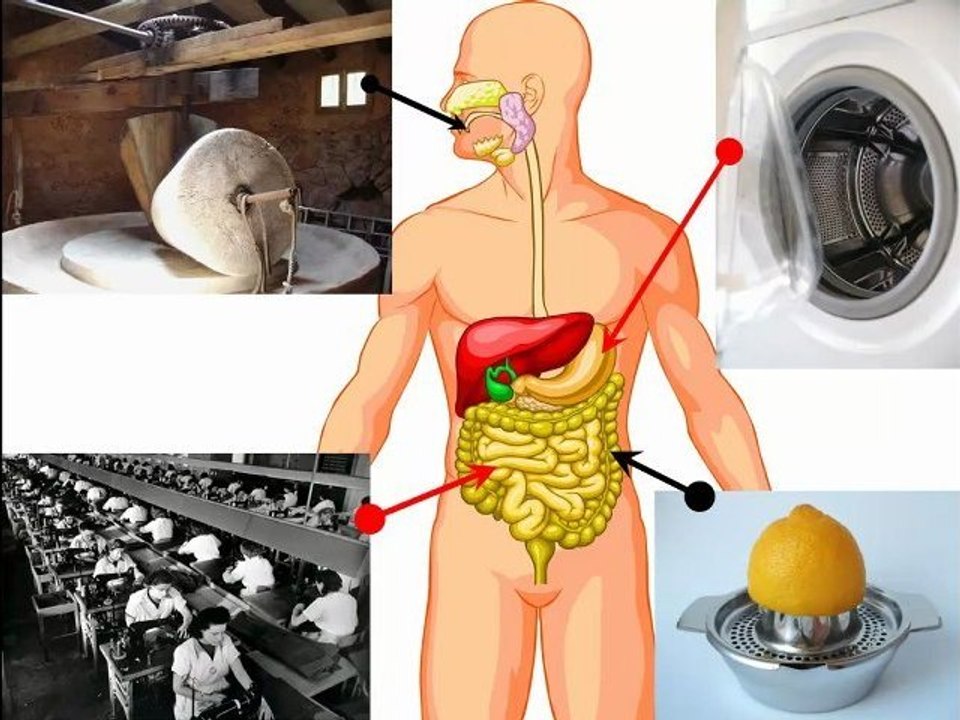 Verdauung - einfach erklärt