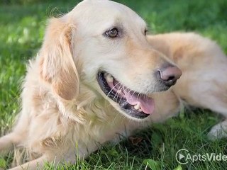 Bennington Park Apartments in Kansas City, MO - ForRent.com