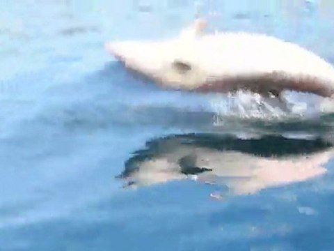 Les Dauphins de Santa Manza