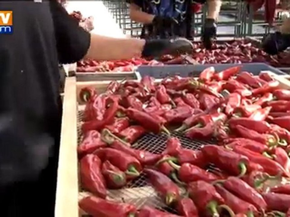 Le piment d'Espelette récolté en abondance