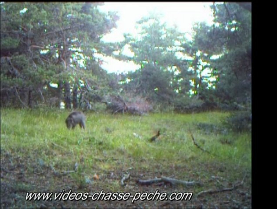Petit sanglier de jour - Bushnell Trophy Cam ref. 119435
