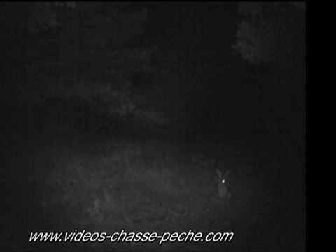 Lièvre de nuit - Bushnell Trophy Cam ref. 119435