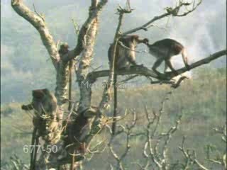 Monky