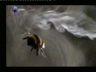 Скачать видео: Los secretos del vuelo: Insectos y murcielagos