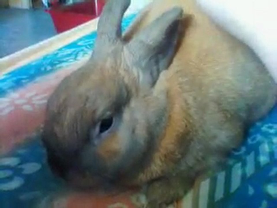 panpan et les massages