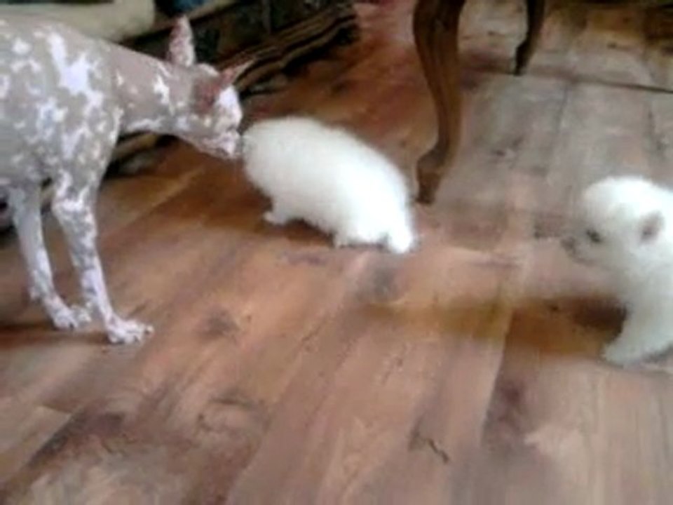 femelles spitz japonais 1 mois