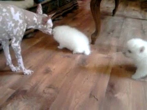 femelles spitz japonais 1 mois