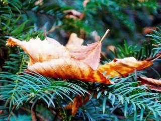 Zbliża się jesień