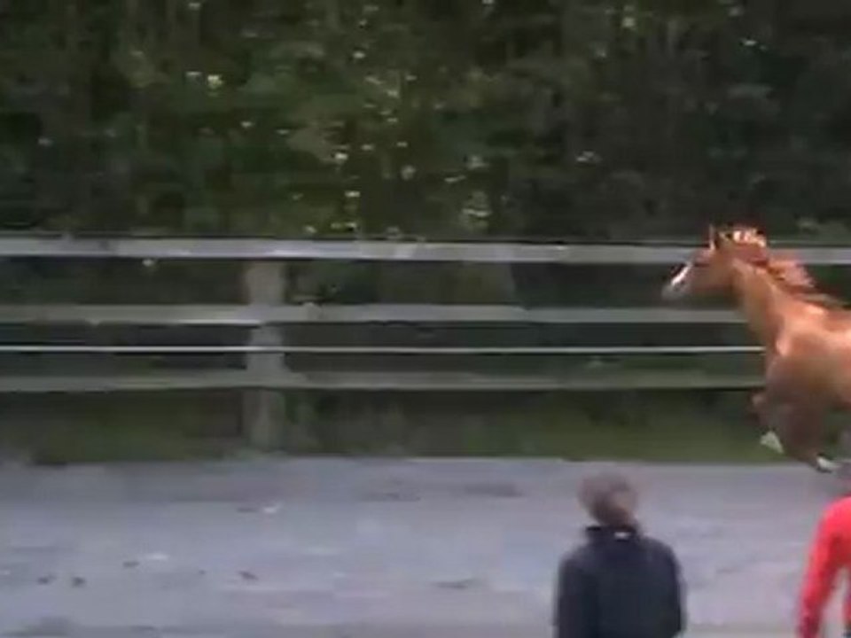 Flipper 4