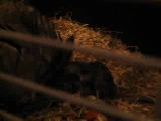 bébé chinchilla- il à 1jour