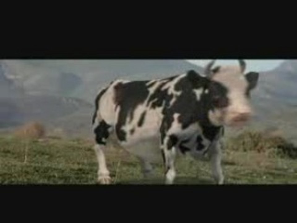 fighting cow