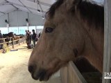 Des cours de poneys pour tous Parc de Choisy