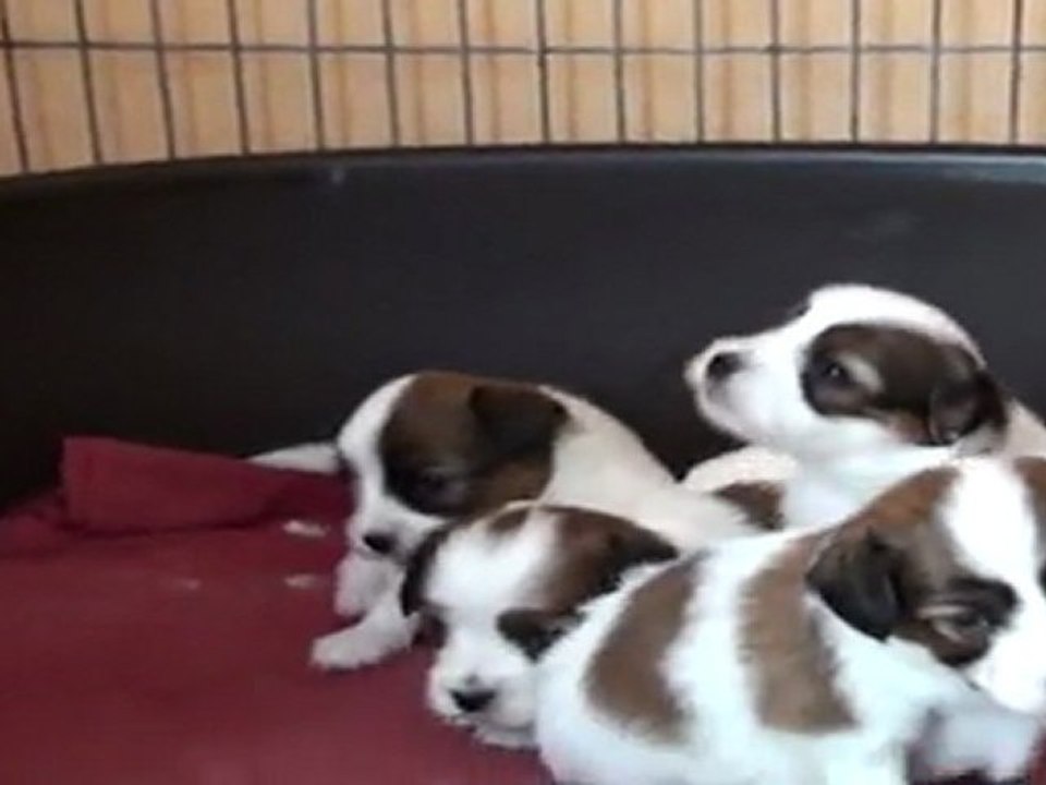 20110922140022 chiots papillons fleur*candy