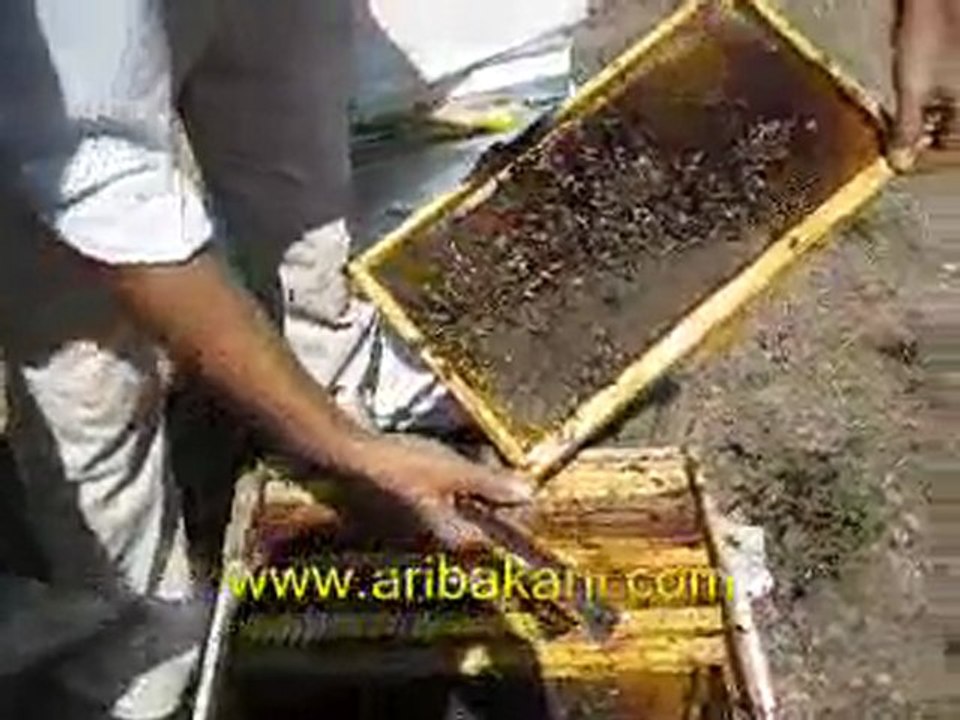 Trakya ayçiçek bal hasadı 3_ kolonide yavru durumu