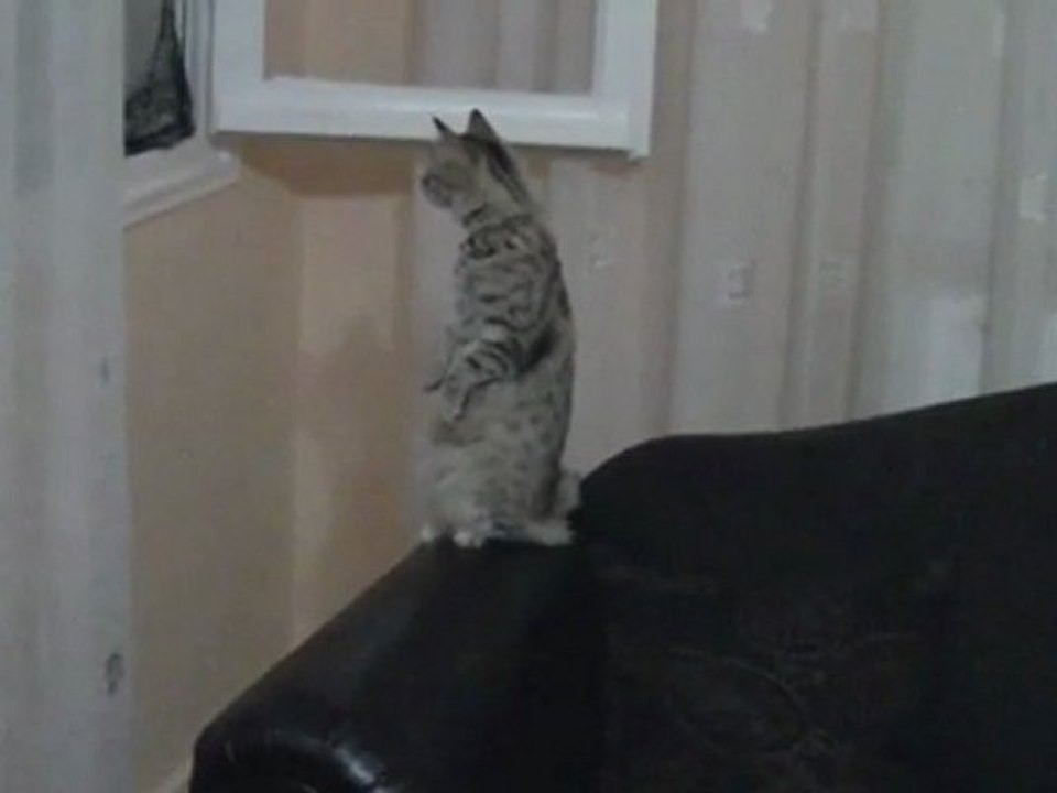 Funny Cat 2011