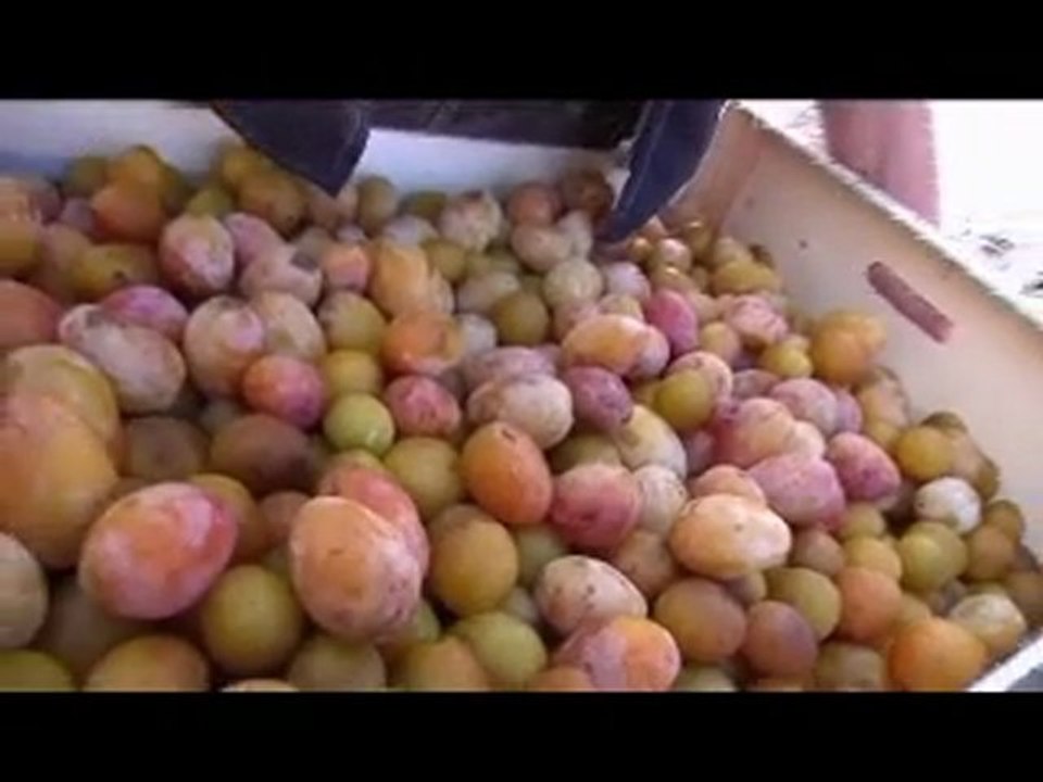 naturbis - fruimalin - brigade - compotes - fr3...