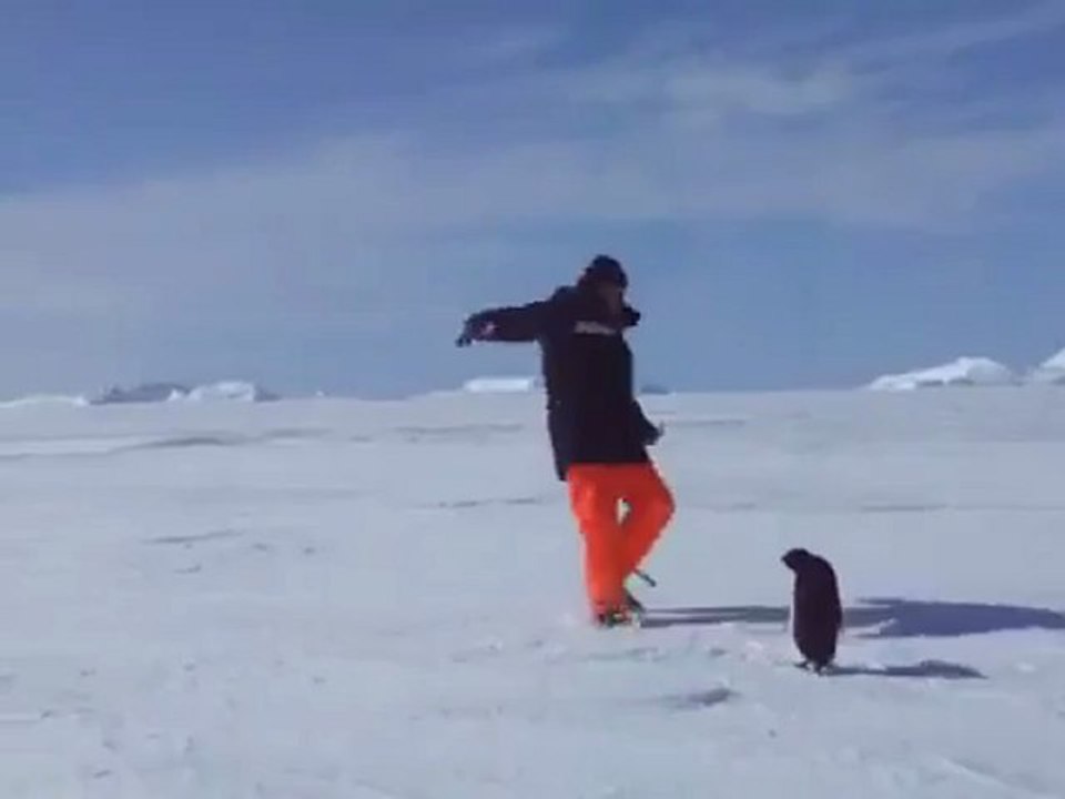 The penguin attacks!