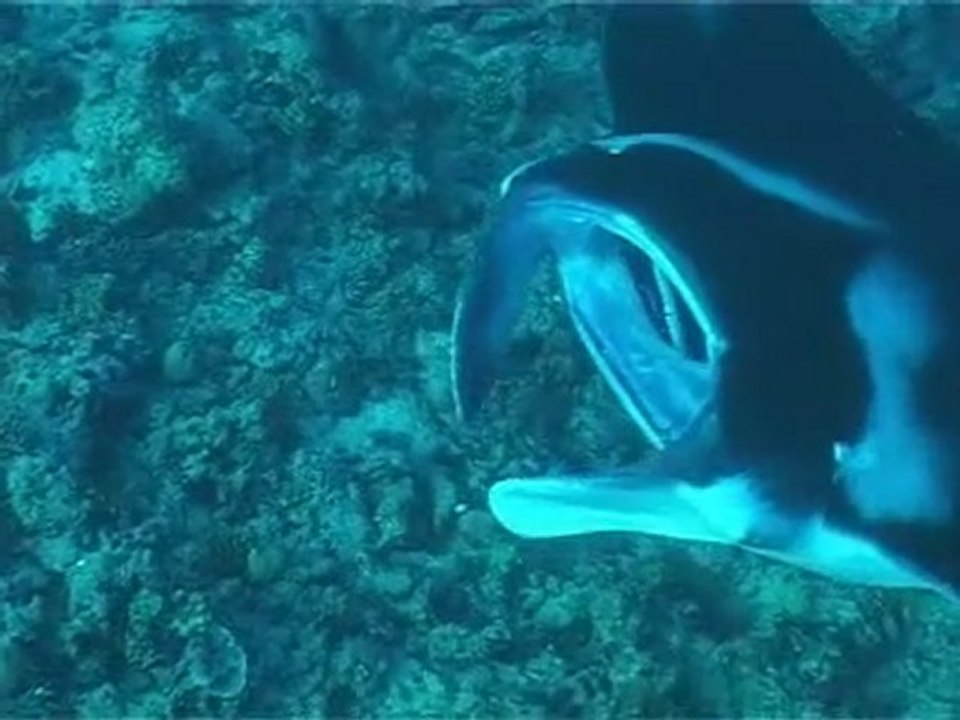 Maldives : Croisière plongée avec Abyss, 2002