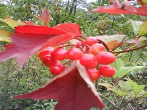 North York Real Estate - Arran Cres