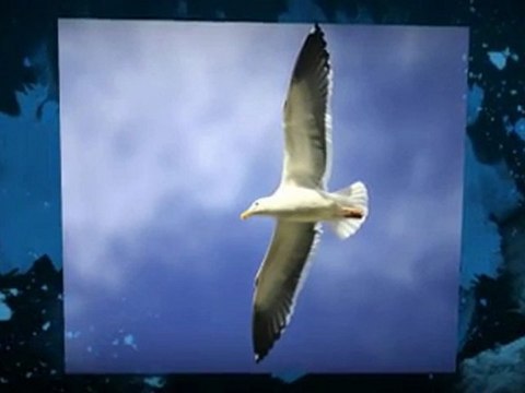 Forex Trading: How to automate?