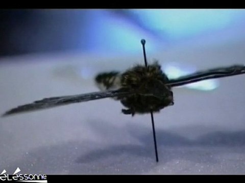 Un collectionneur de papillon de nuit (Essonne)