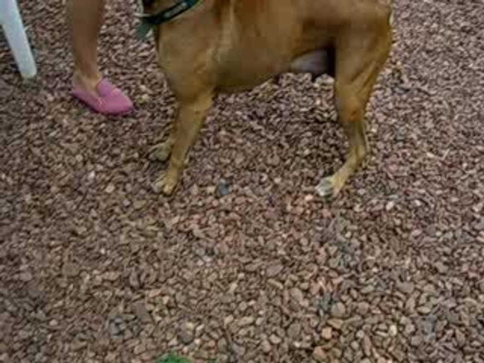 les chiots 27 Aout 2006