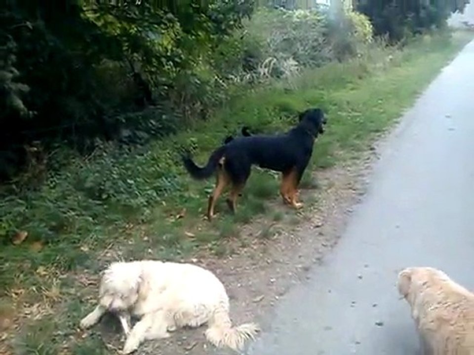 Animaux