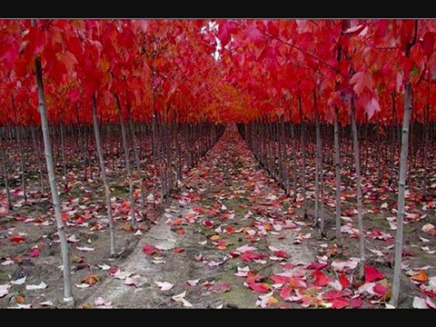 Gece 3 Bir gün anlarsın şiir