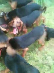 Brunos saint hubert , à JC prdud'homme à la mort d'un gros sanglier.