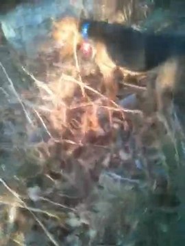 Dic sur des pieds de sangliers à 18h au mois de septembre.