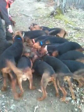 Bête rousse attrapée par la meute de Brunos saint hubert à Jean Claude Prud'homme.