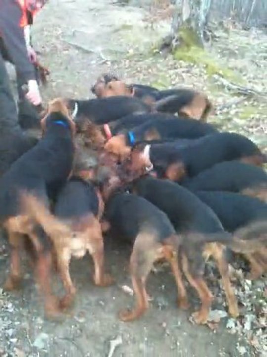 Bête rousse attrapée par la meute de Brunos saint hubert à Jean Claude Prud'homme.