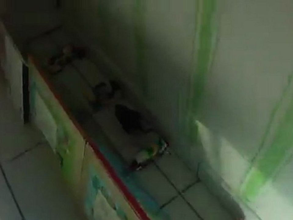 Eclair qui fait de l'agility