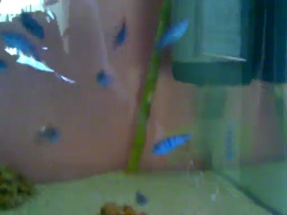 demasoni yavru