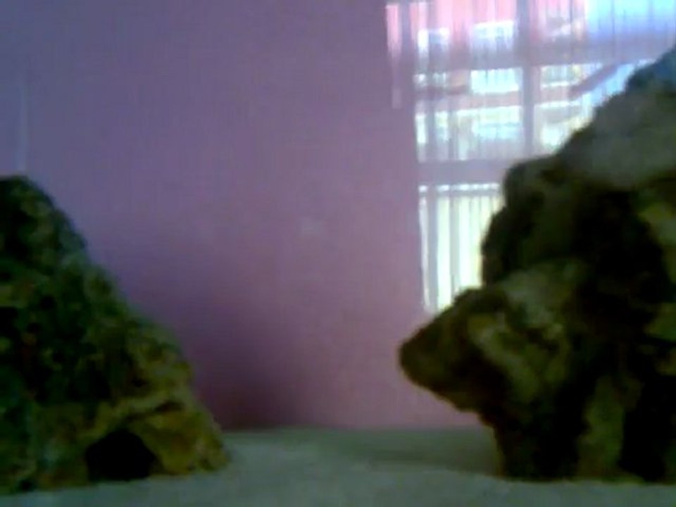 MİCROLEPİDOTUS KASAİ YAVRU  +   Geophagus yavruları