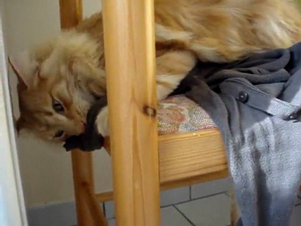 Cosmos et le gilet de Môman